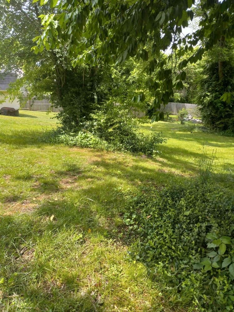 Lawn before mowing