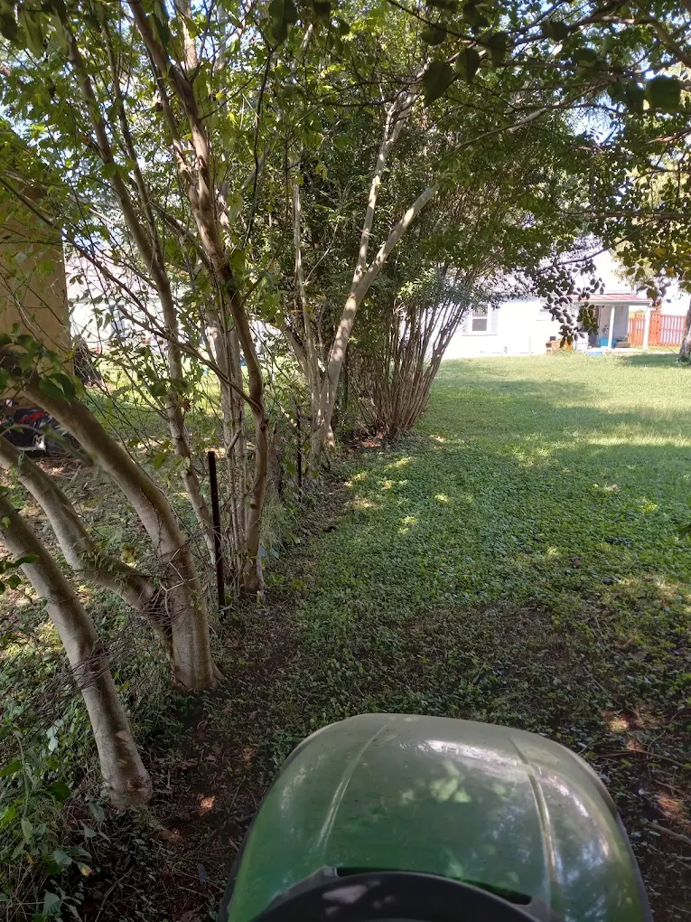 A freshly mowed green lawn under trees