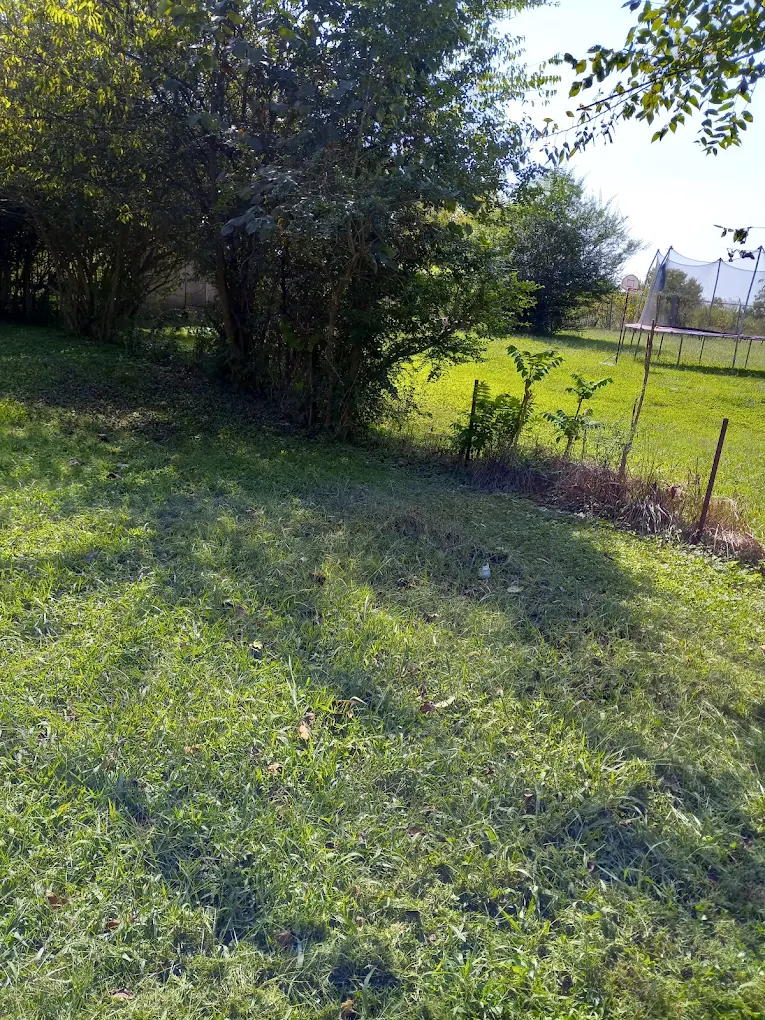 A yard freshly cleared and mowed