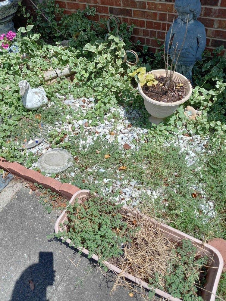 Lawn before mowing