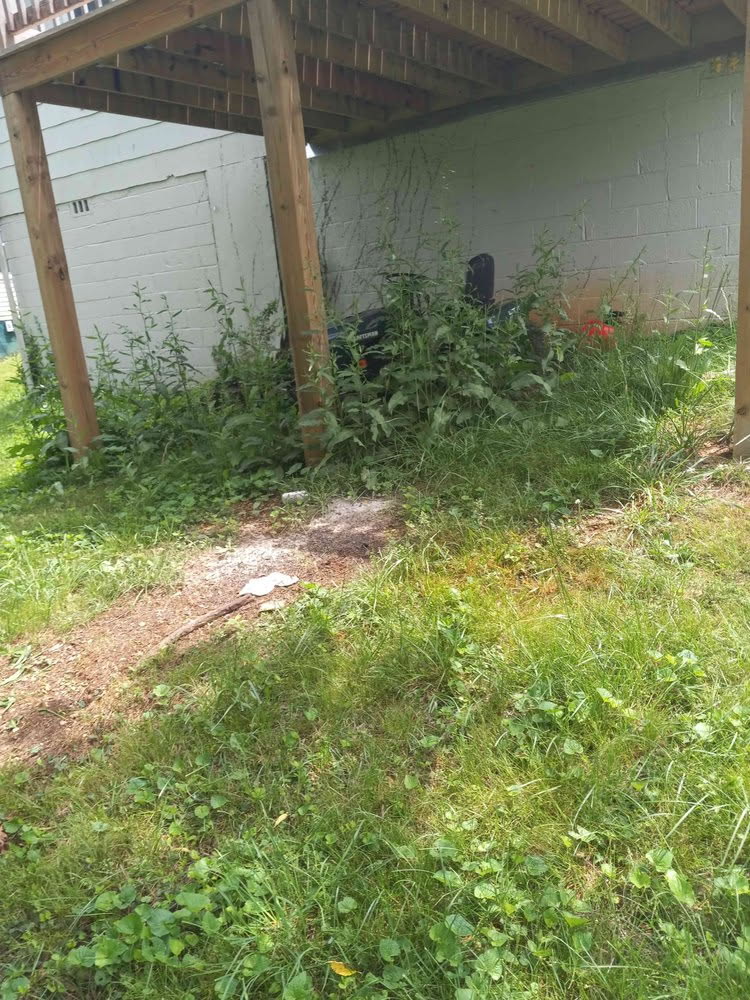 Lawn before mowing
