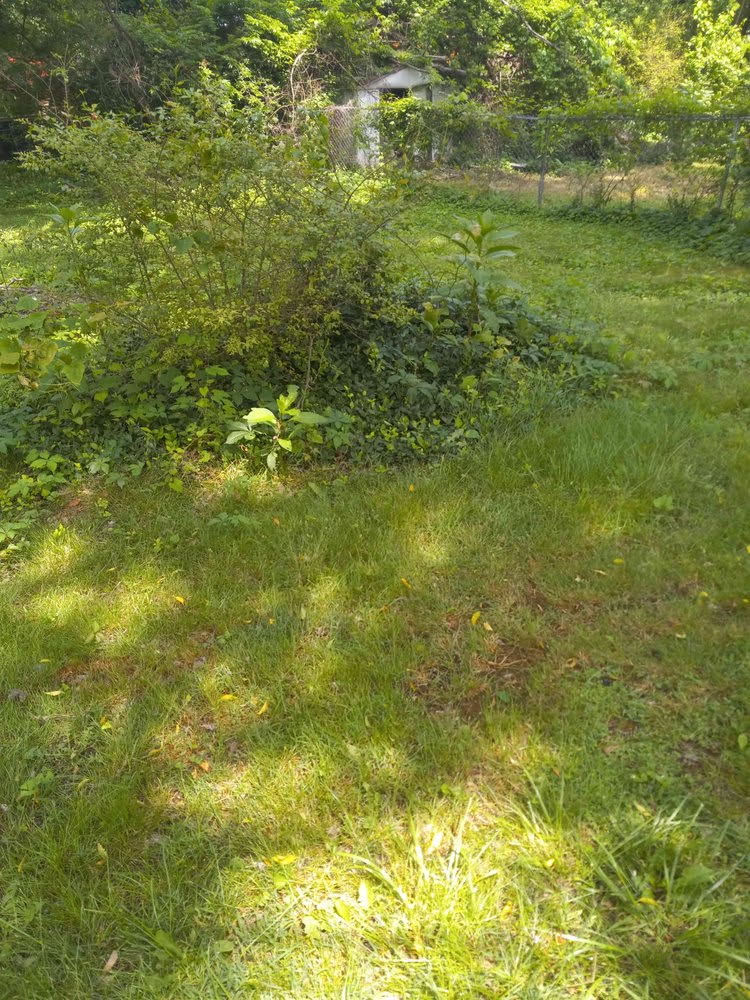 Lawn before mowing