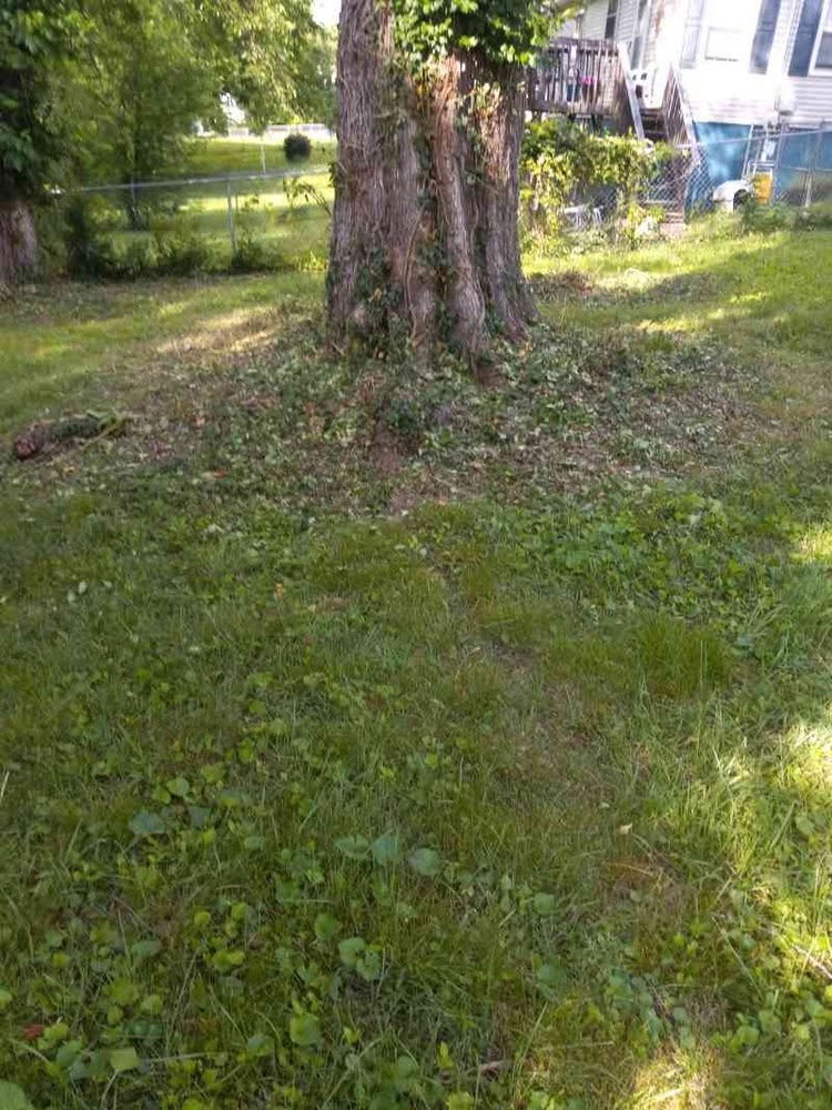 Lawn after mowing